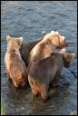 Bears © 2004 Dave Cary 