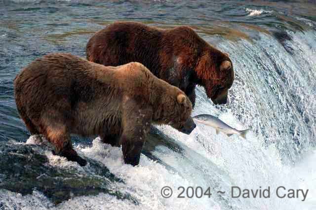 Bears  2004 ~ David Cary. .