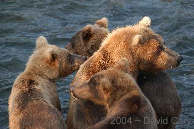 Bears  2004 ~ David Cary. .