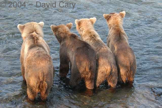 Bears  2004 ~ David Cary. .