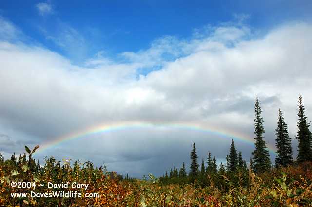 Bears 2004 by David Cary: Nice Rainbow!