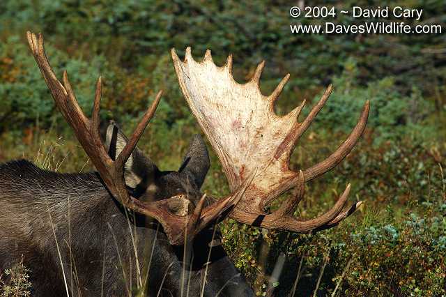 Bears 2004 by David Cary: 