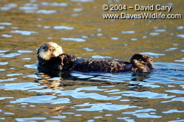 Bears 2004 by David Cary: 