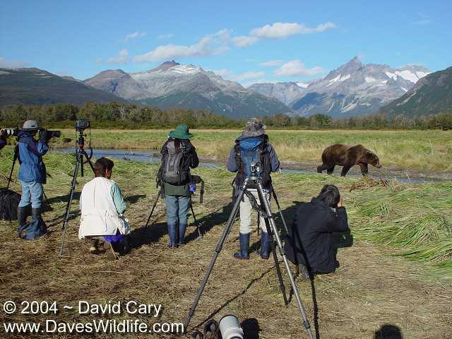 Bears 2004 by David Cary: 