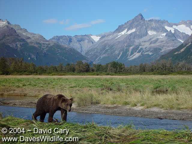 Bears 2004 by David Cary: 