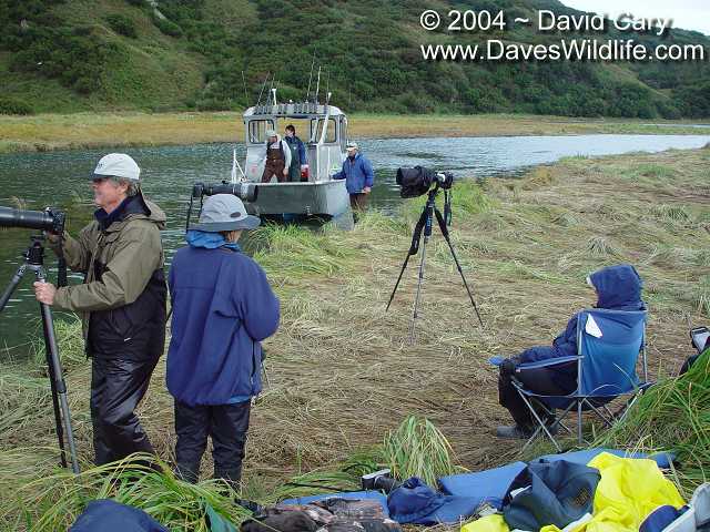 Bears 2004 by David Cary: 