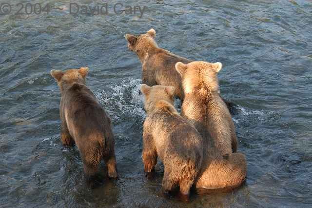 Bears  2004 ~ David Cary. .