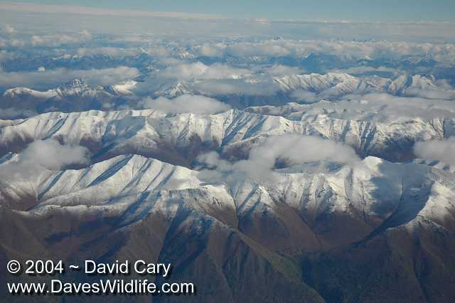 Bears 2004 by David Cary: Flying Home from Anchorage