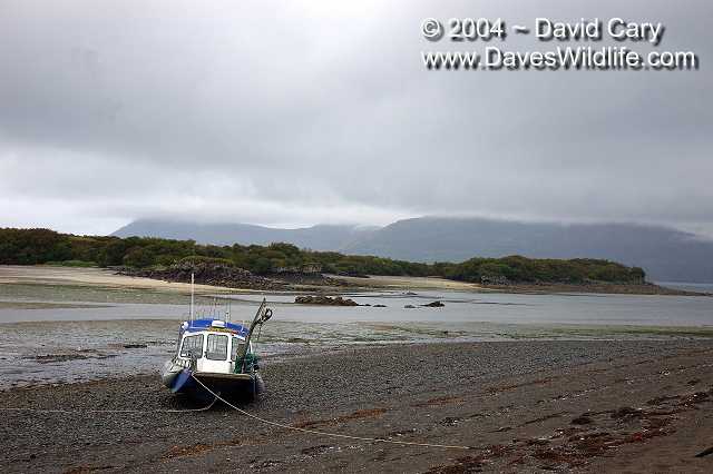 Bears 2004 by David Cary: Tide is Out!