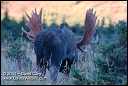 Bears 2004 by David Cary: Photographed in Glen Alps, overlooking Anchorage