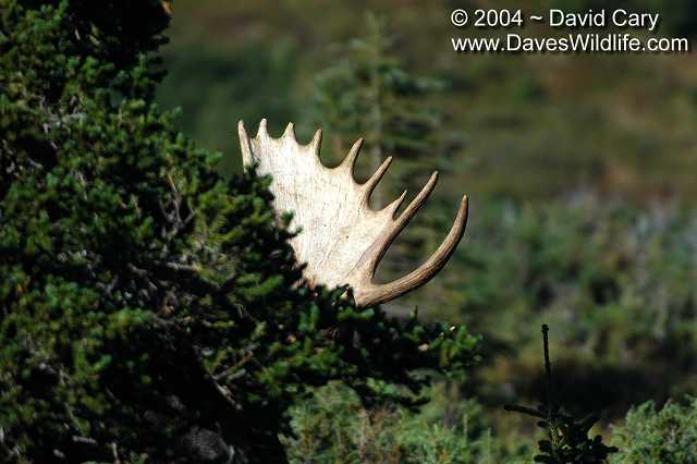 Bears 2004 by David Cary: 