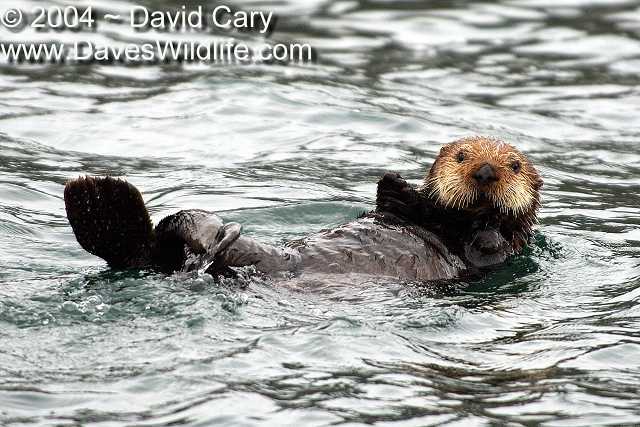 Bears 2004 by David Cary: 