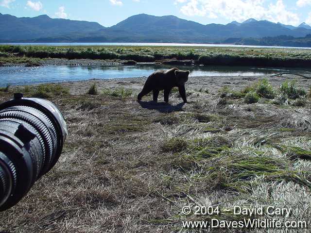 Bears 2004 by David Cary: 