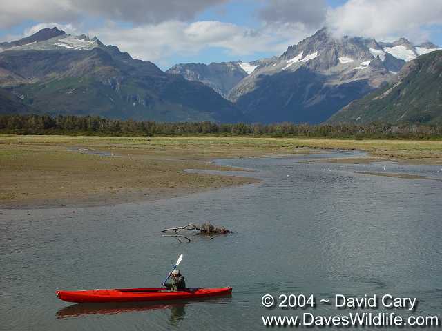 Bears 2004 by David Cary: 